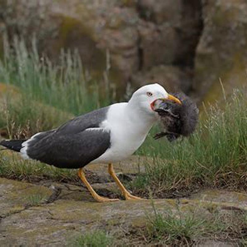 Do Great Black Backed Gulls Eat Puffins? - Diy Seattle