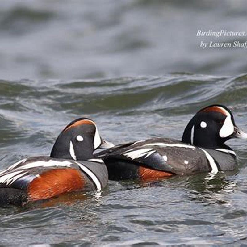 Do harlequin ducks eat fish?