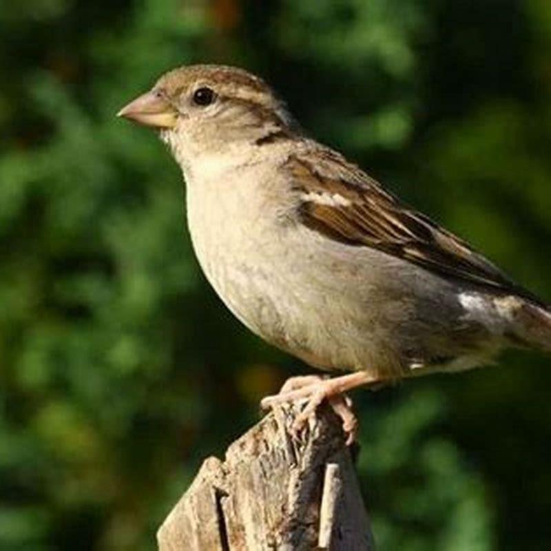 Do house sparrows eat other birds?
