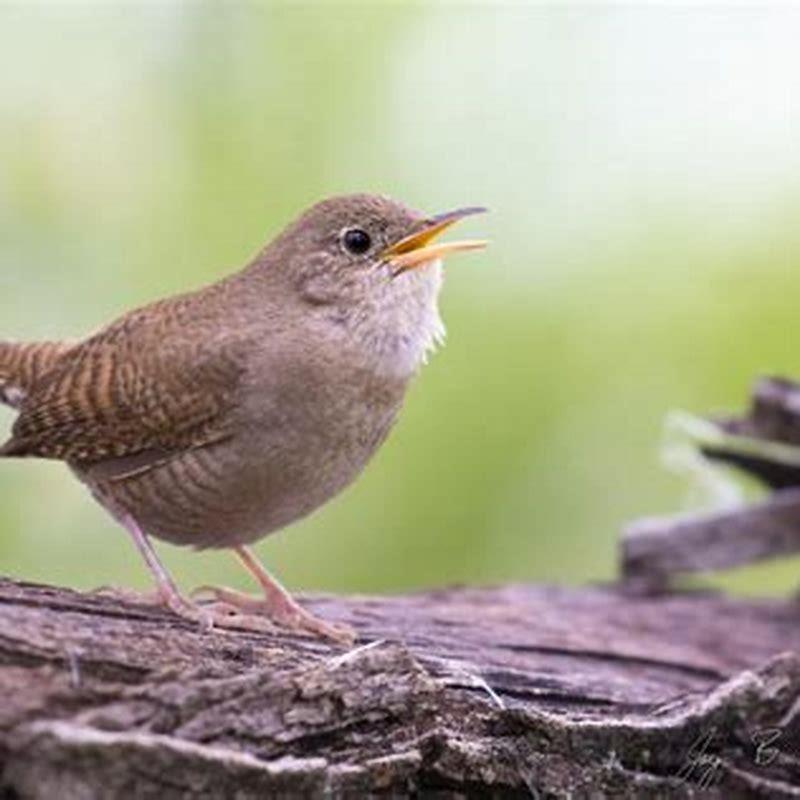 Do House Wrens kill bluebirds?
