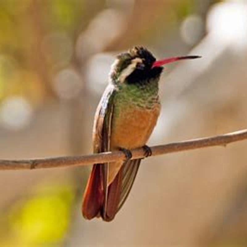 Do hummingbirds sleep in the same place every night?