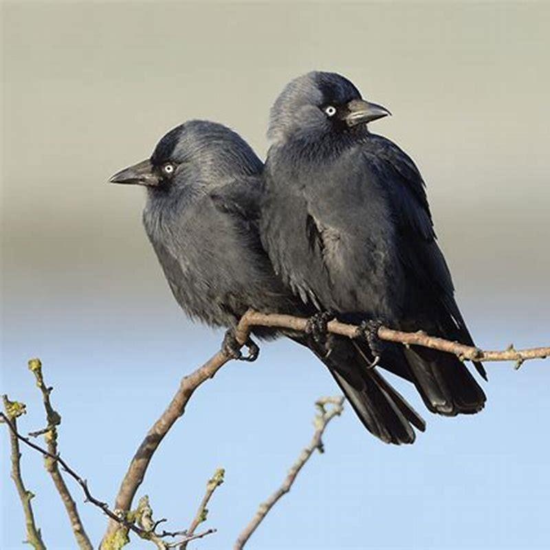 Do jackdaws eat small birds?