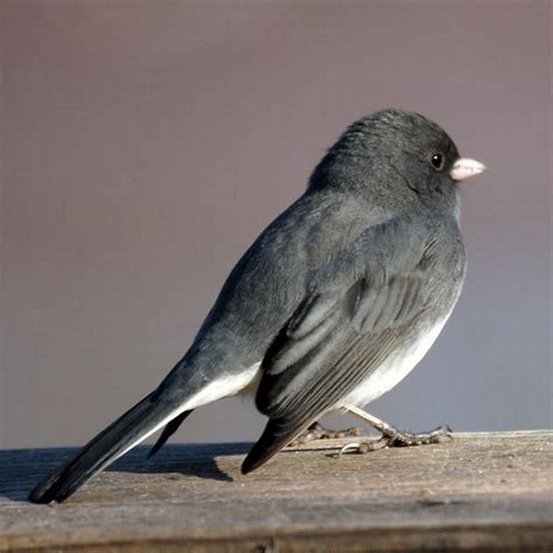 Do Juncos eat cracked corn? - DIY Seattle