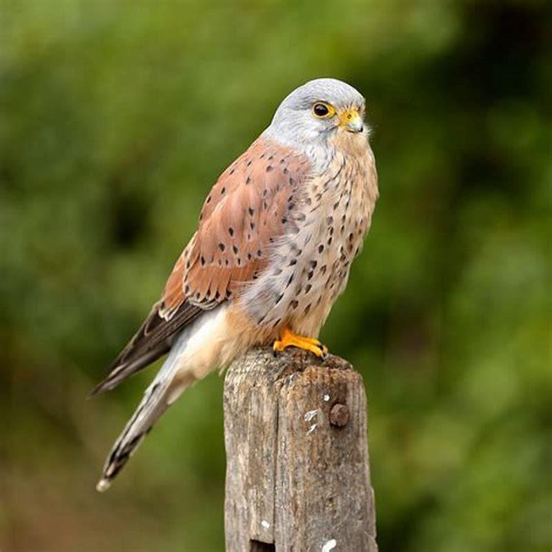 Do kestrels eat small birds?