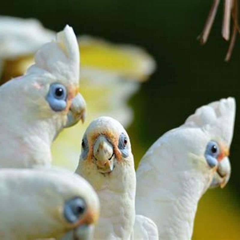 Do little Corellas talk?