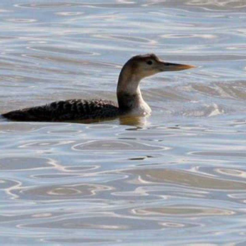 Do loons have yellow bills?
