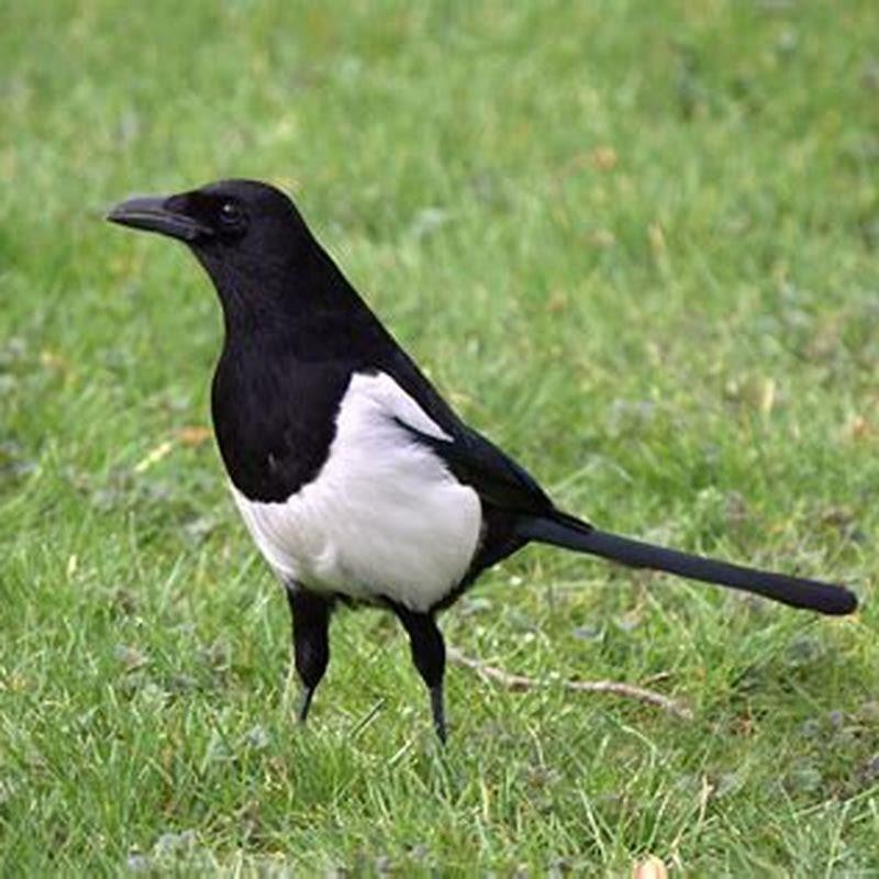 Do magpies eat garden birds?