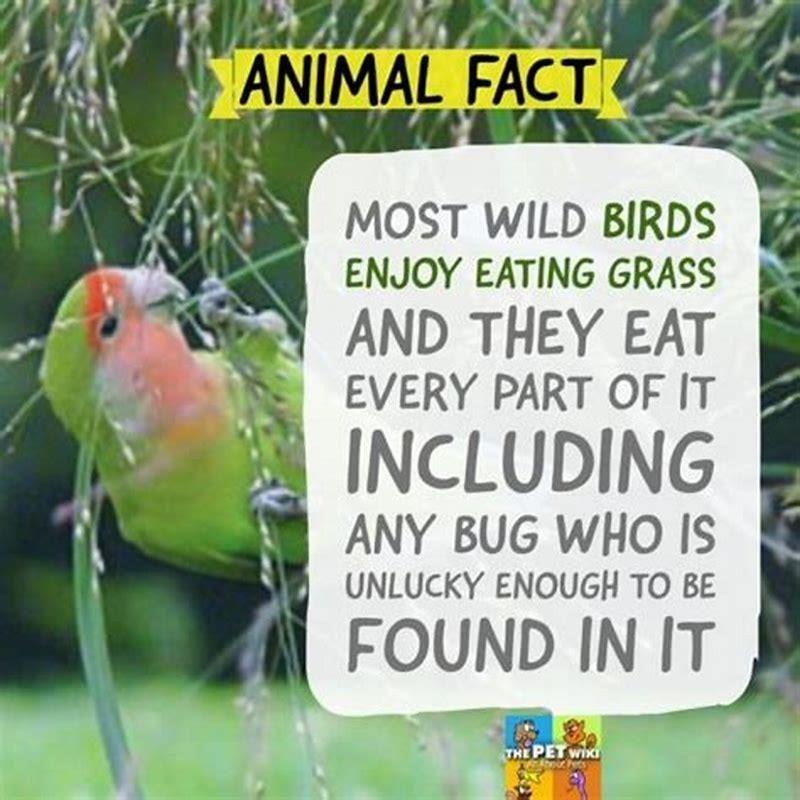 Do meadowlarks eat grass?