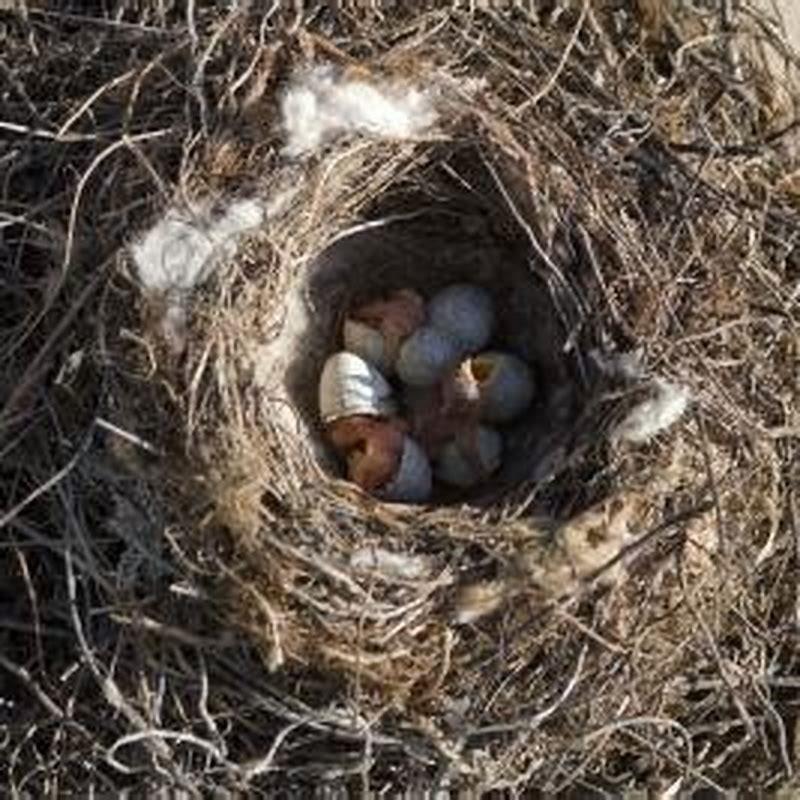 Do mother birds kick their babies out nest? - DIY Seattle