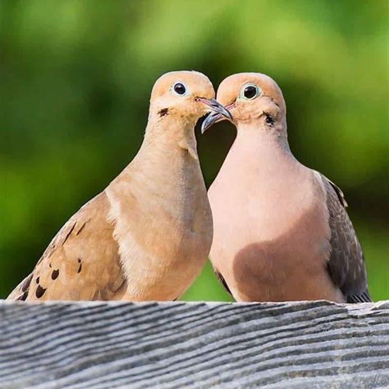 Do mynah birds mate for life?