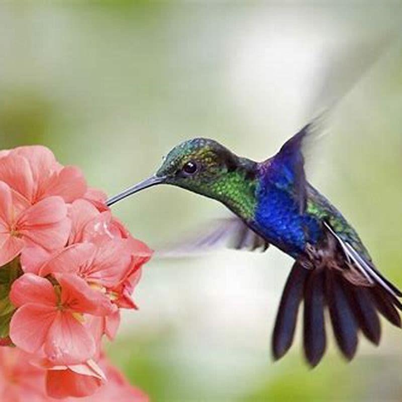 Do orioles eat hummingbirds?
