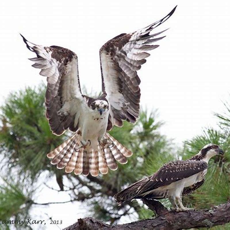 Do Ospreys attack other birds? - DIY Seattle