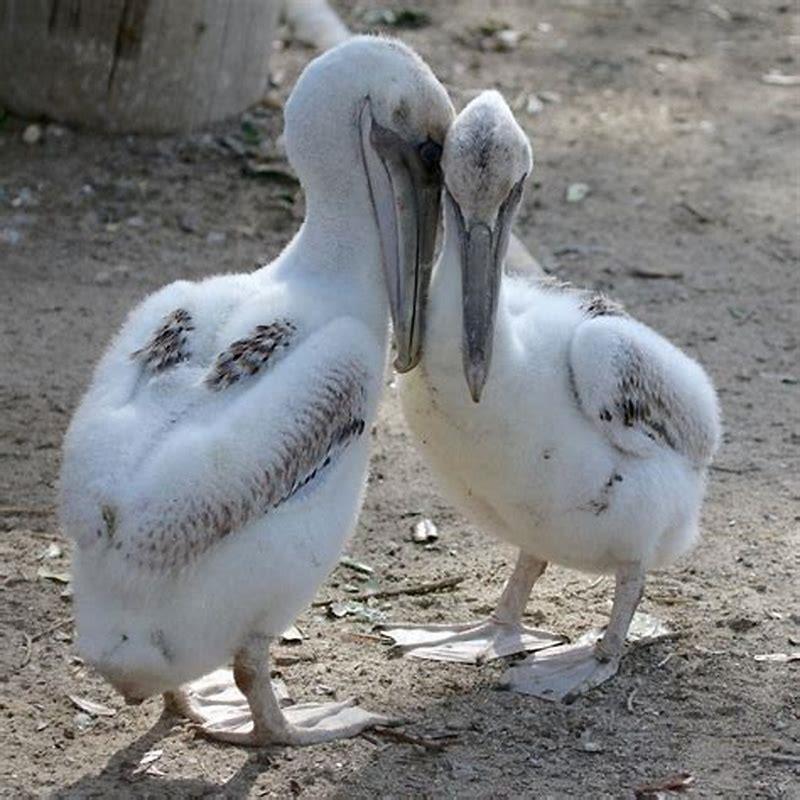 Do pelicans bring babies?