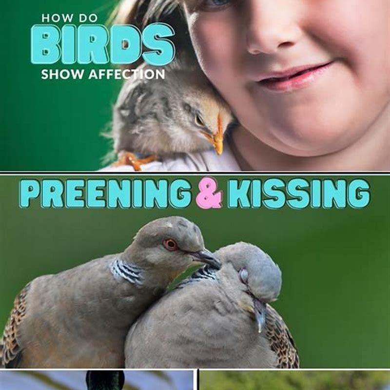 Do pet birds feel affection?