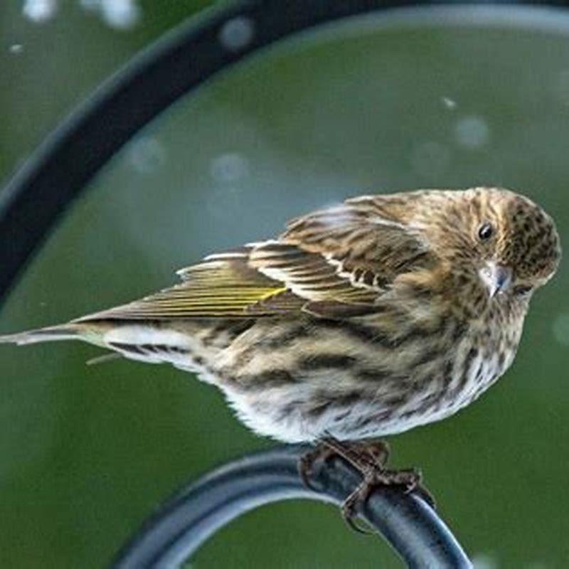Do Pine Siskins look like goldfinches?