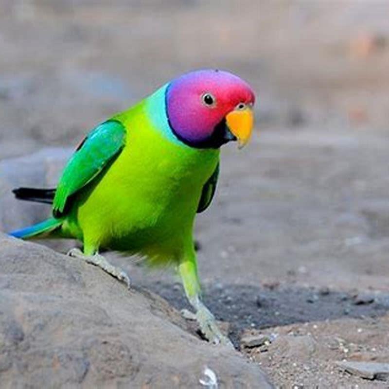 Do plum head parakeets talk?