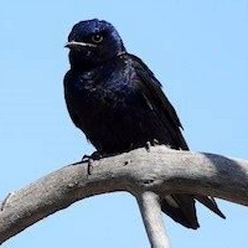 Do Purple Martins kill other birds?