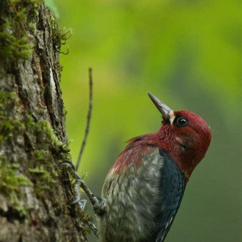 Do Red-breasted Sapsuckers eat suet?