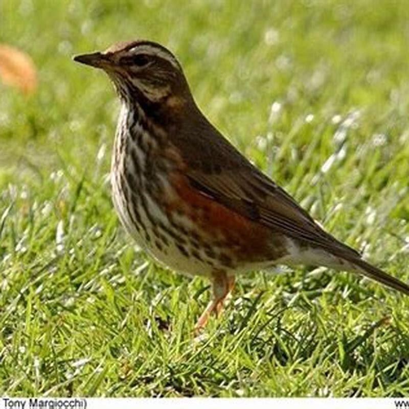Do redwings feed on the ground?