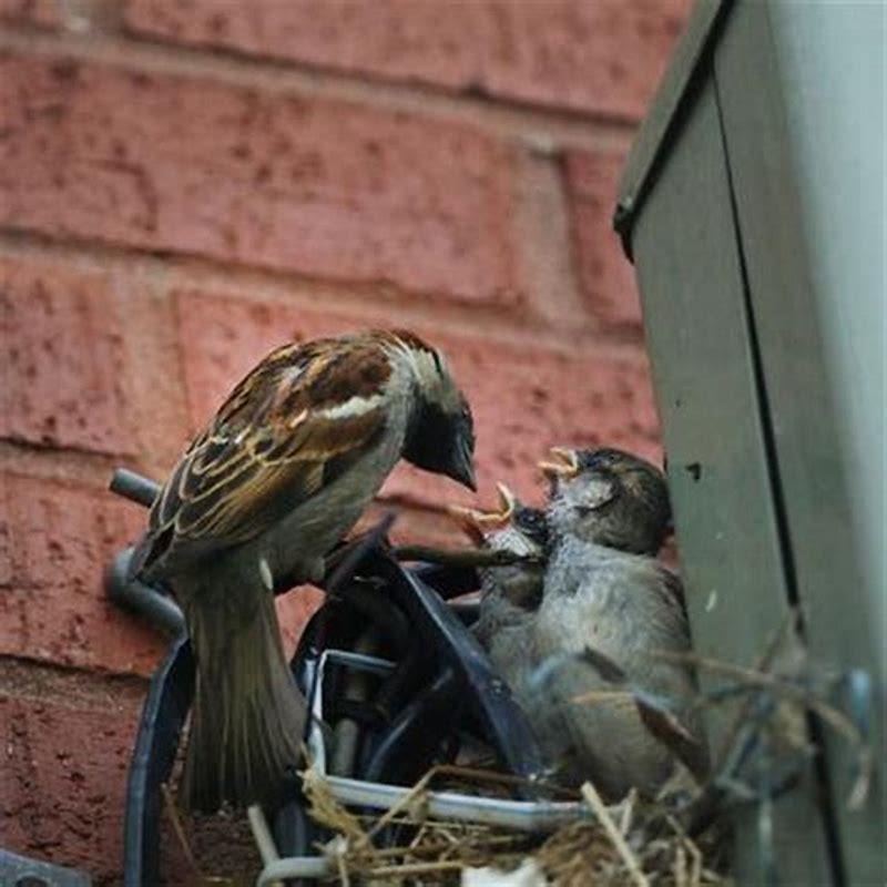 Do Robins Return To The Same Place Every Year DIY Seattle