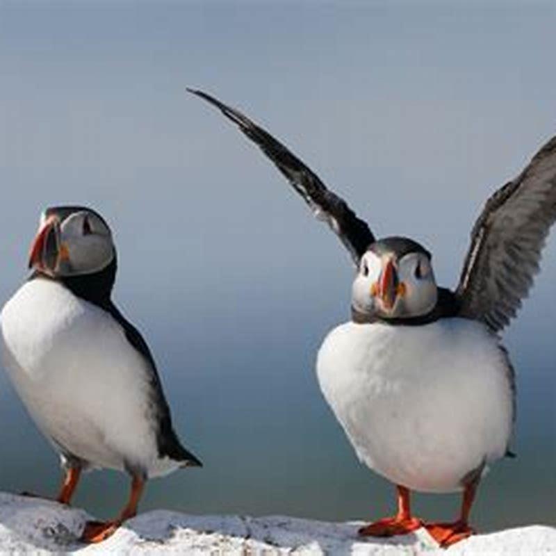 Do seabirds have predators?
