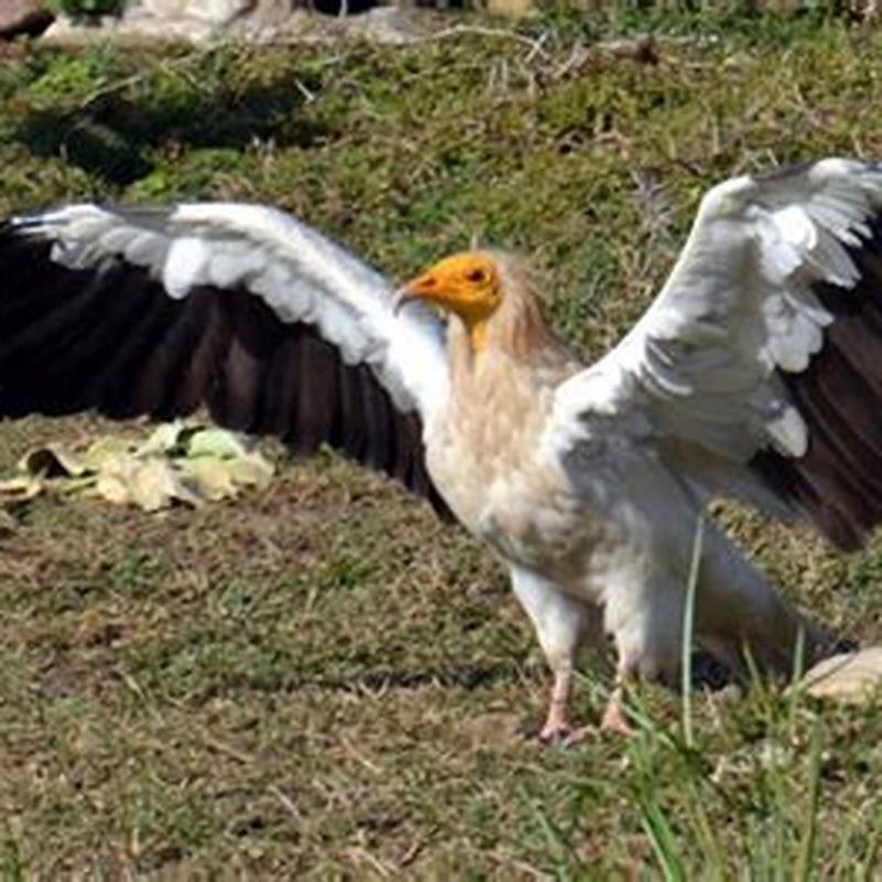 Do secretary birds live in Egypt?