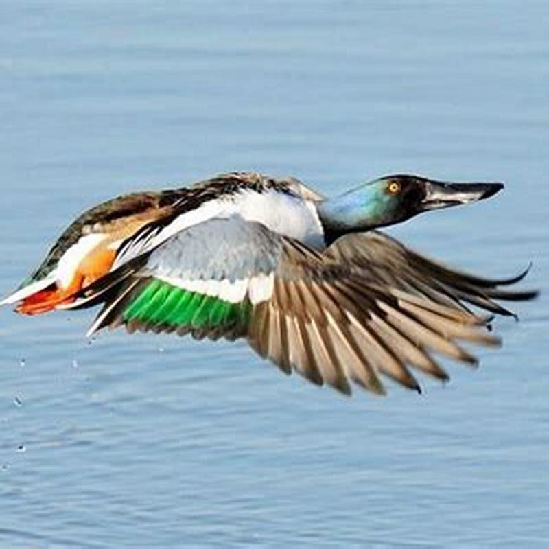 Do shoveler ducks dive?