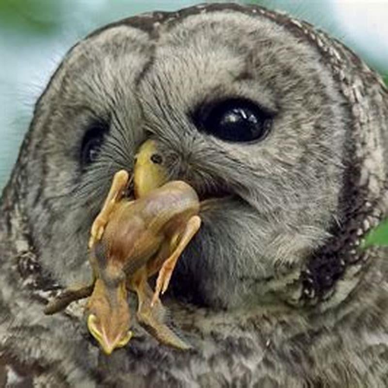 Do snowy owls eat small birds?