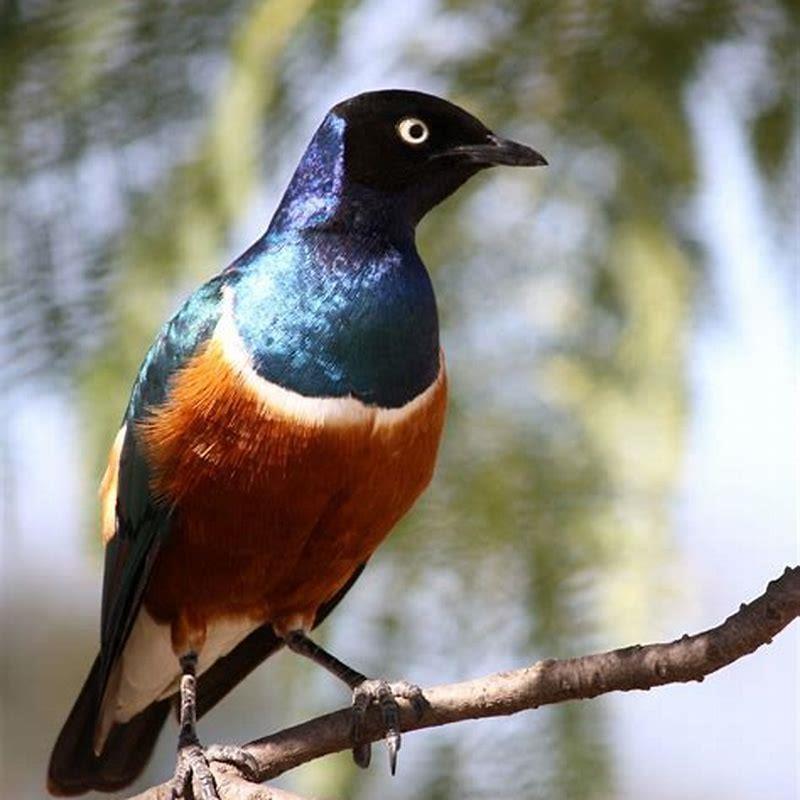 Do starlings eat niger seeds?
