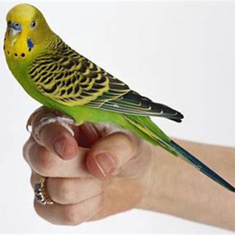 Do Talking birds understand what they are saying?