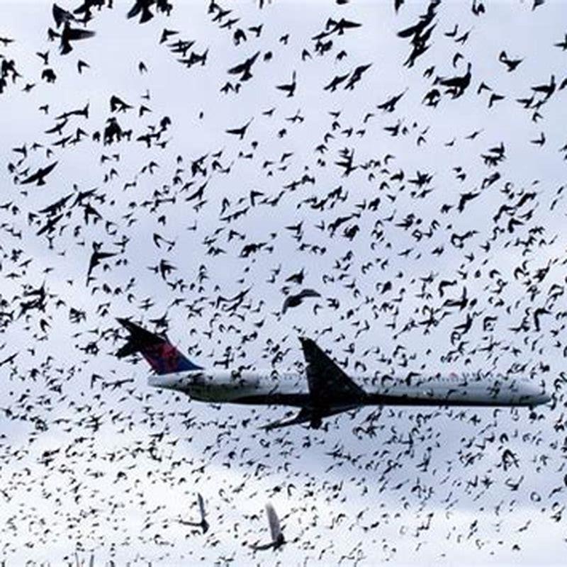 Do they shoot birds at airports?