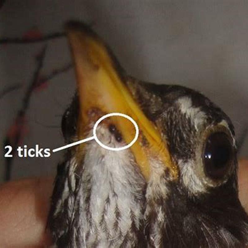 do-ticks-feed-on-birds-diy-seattle