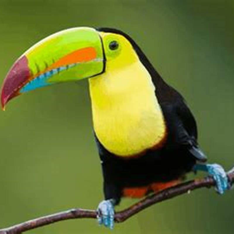 Do toucans eat parrots?