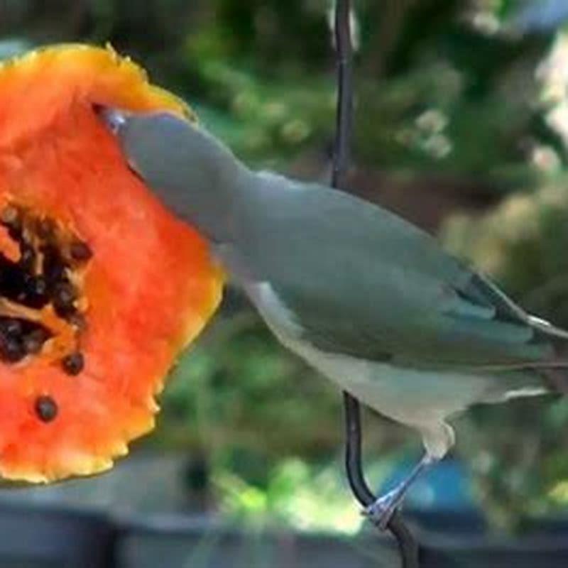 Do tropical birds eat fruit?