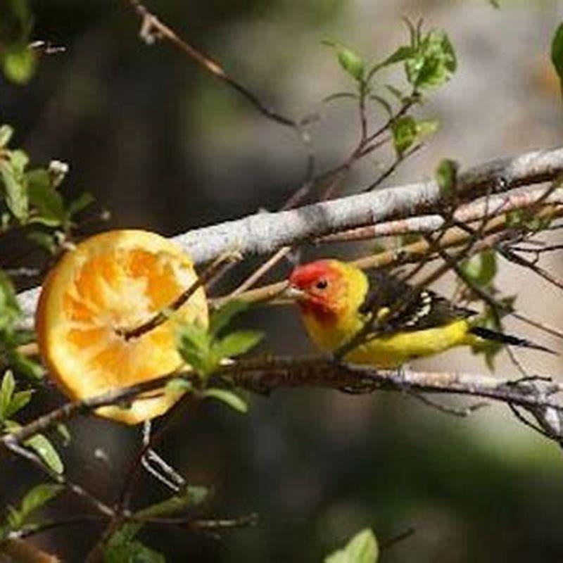 Do western tanagers eat sunflower seeds? DIY Seattle