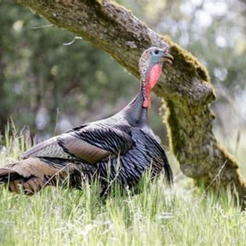 Do wild turkeys eat other birds?