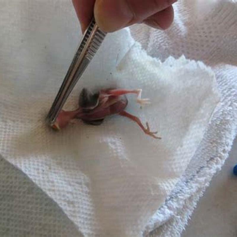 Do you have to feed a baby bird overnight?
