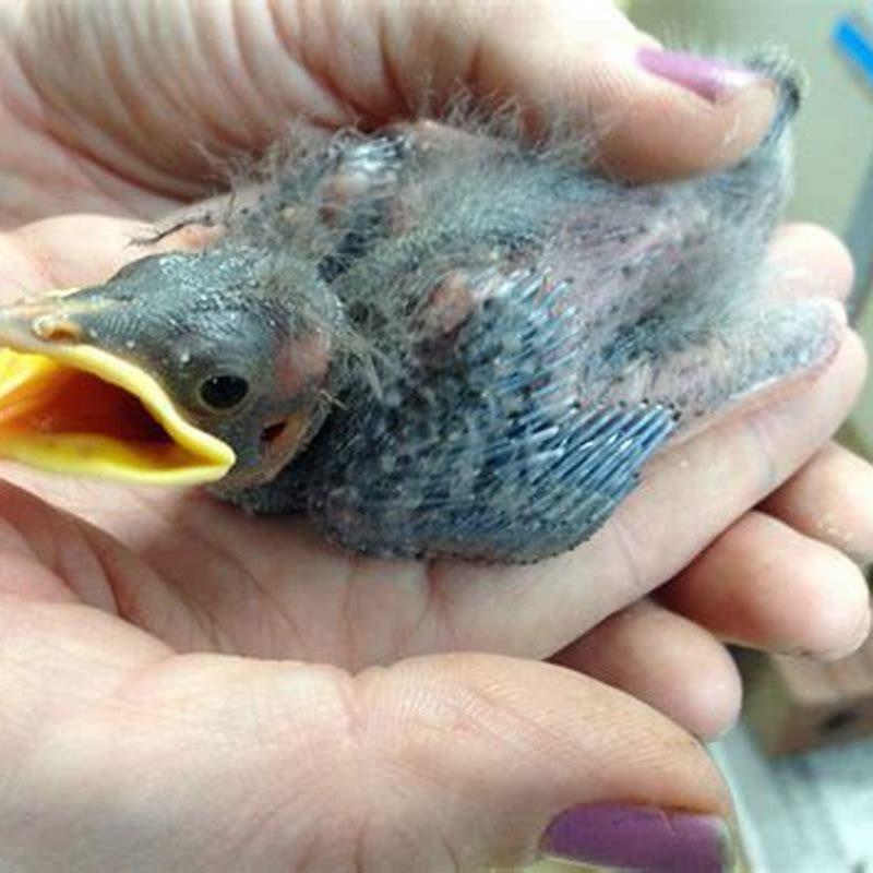 Does a baby bird need water?