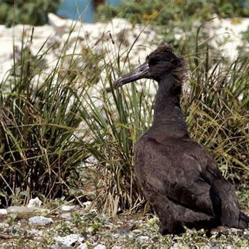 Does an albatross have a tail?