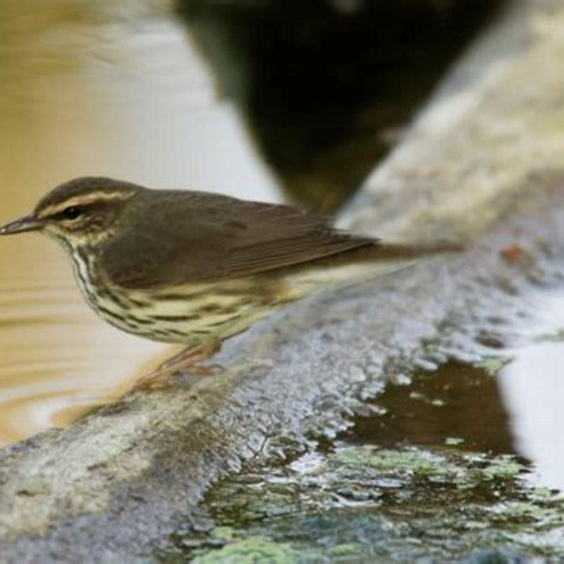 Does Northern Waterthrush bob its tail?