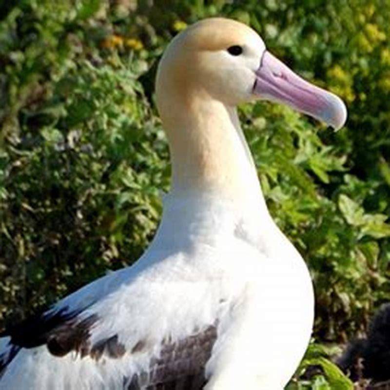 Does Short-tailed Albatross Migrate? - DIY Seattle