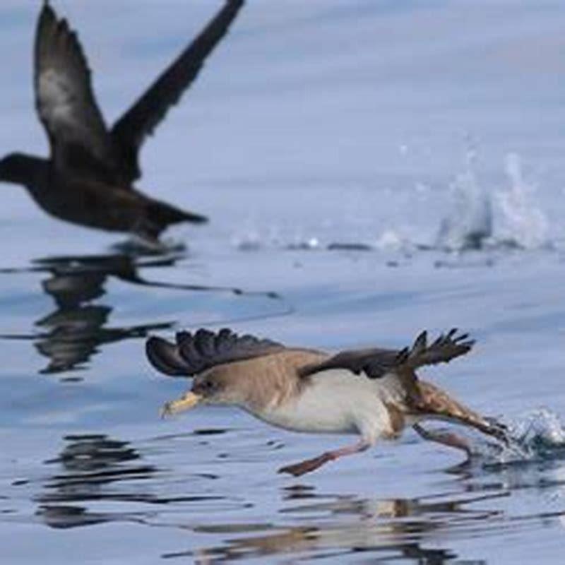 How are gannets and sooty terns different?