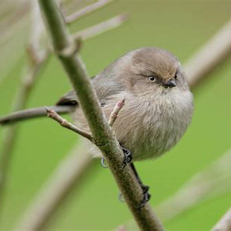 How big is a Bushtit bird?