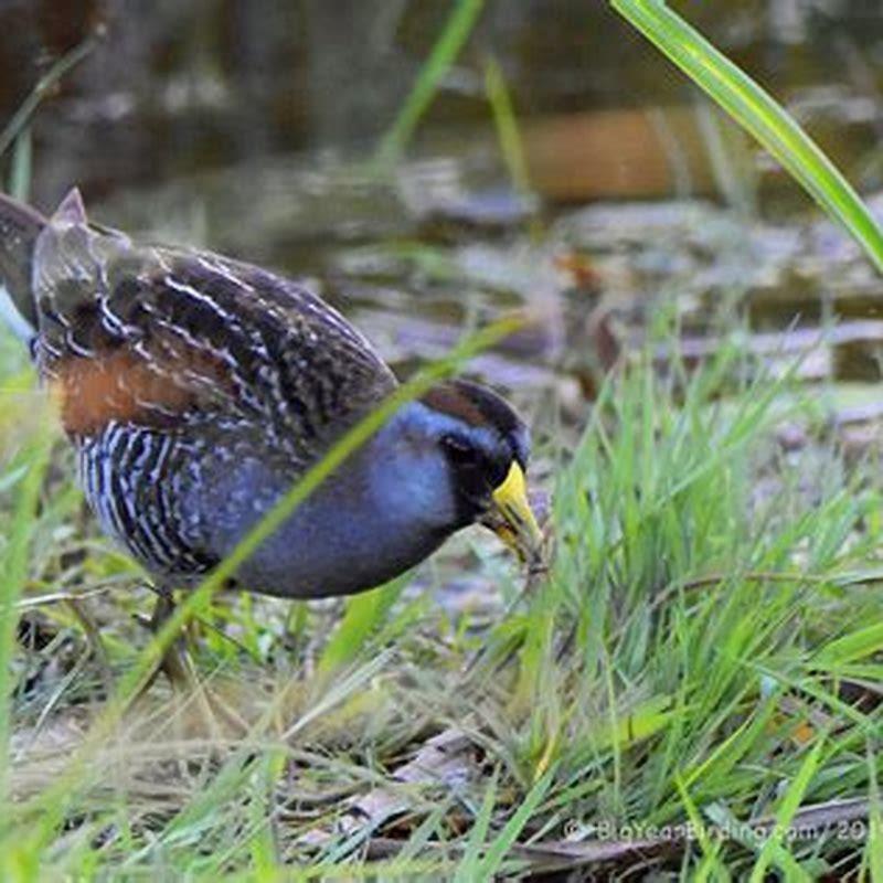 How big is a Sora?