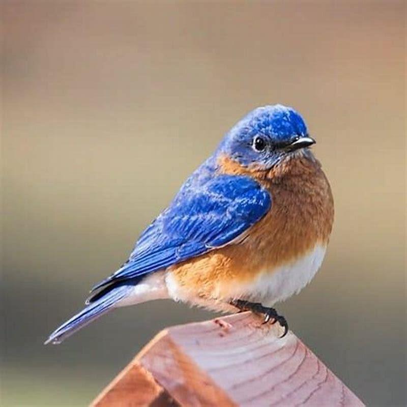 How can I attract more blue birds?