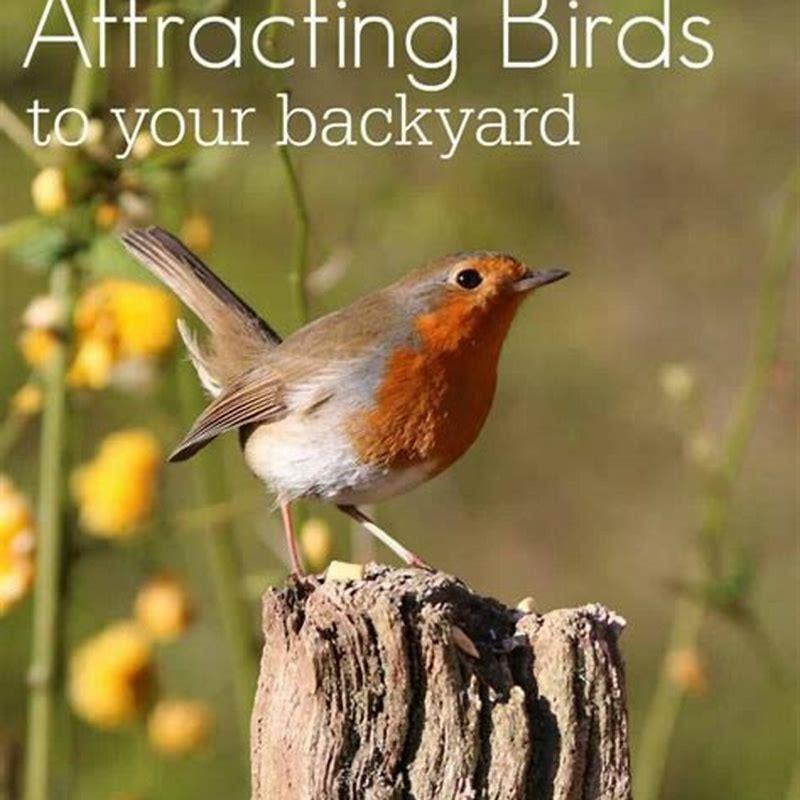 How can we attract birds?