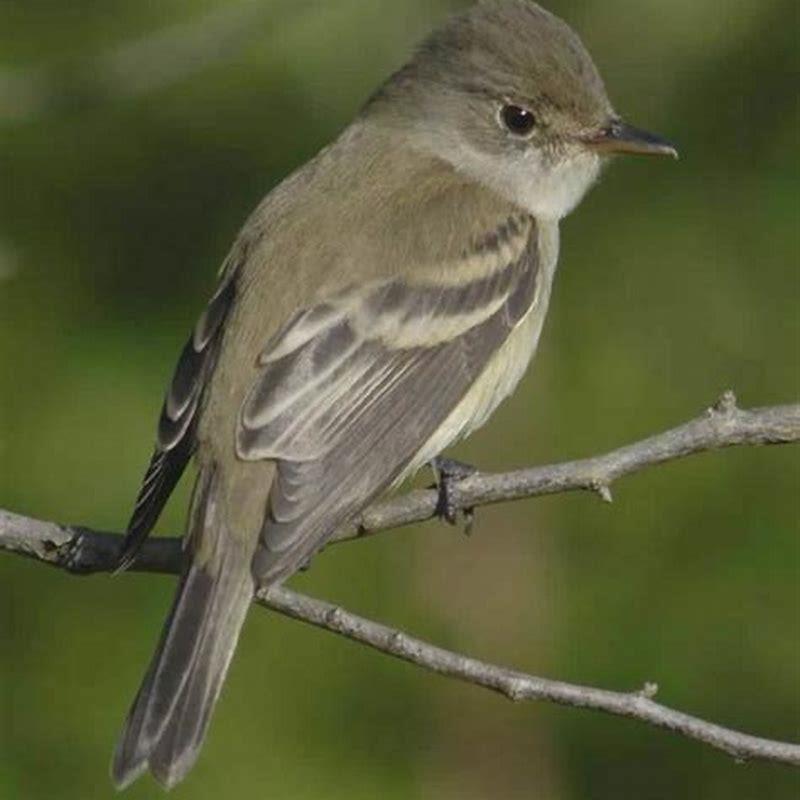 How can you tell a willow flycatcher?