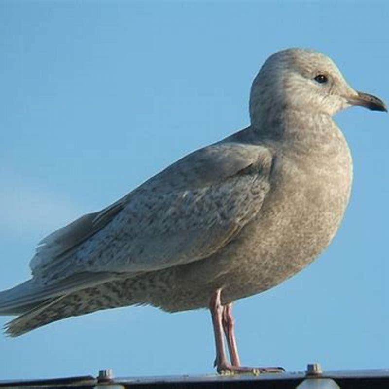 How can you tell an Iceland Gull?