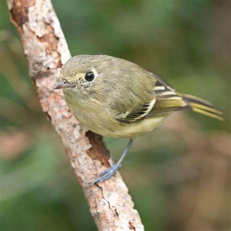 How can you tell Vireos?