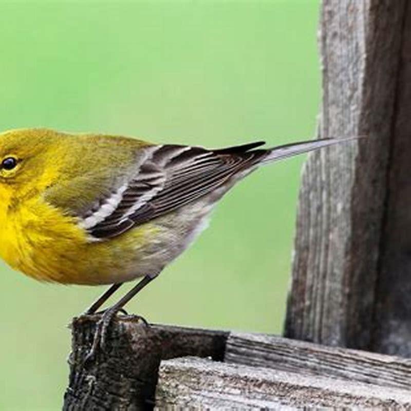 How common are Pine Warblers?